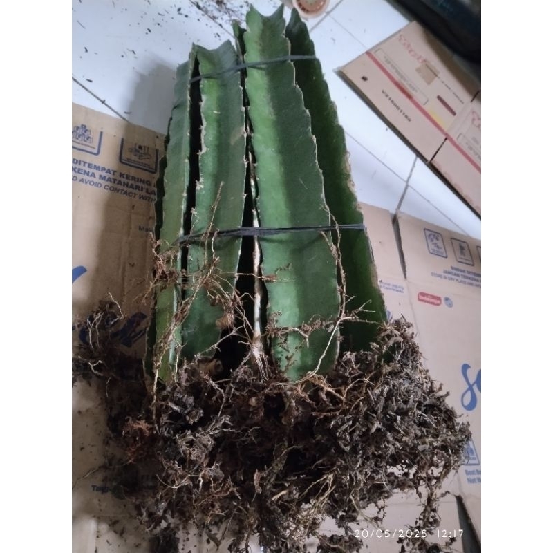 bibit buah naga merah khusus ukuran panjang besar berakar