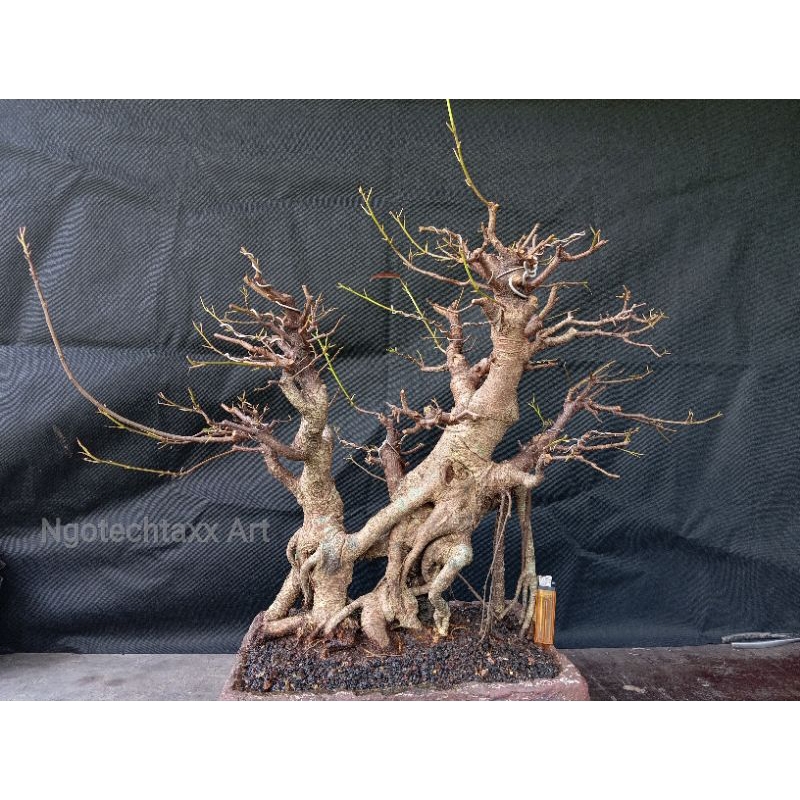 bonsai bunut pucuk merah - REAL PICT