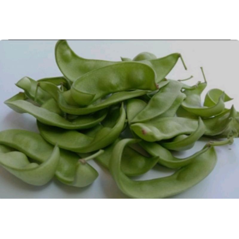 

SAYUR KACANG ROAY KACANG KORO SEGAR 100 GRAM