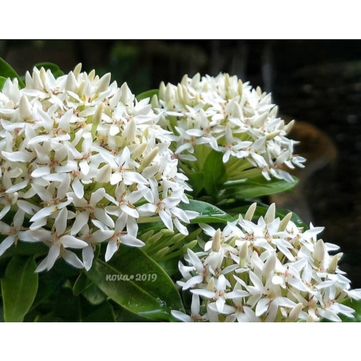 Tanaman Asoka Bunga putih / Bunga Asoka Putih