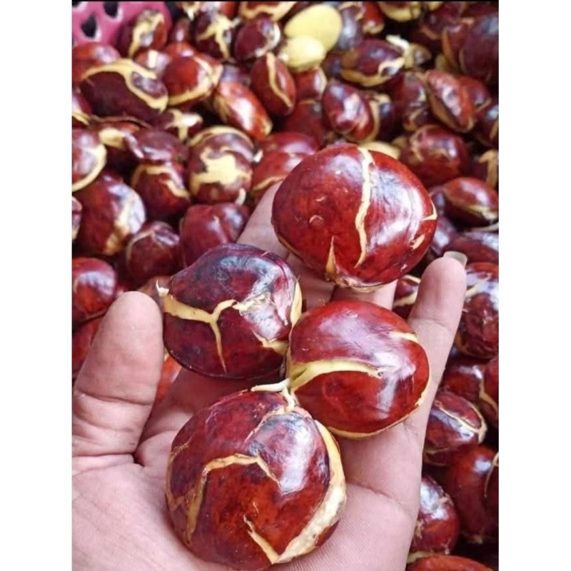 

JENGKOL TUA SUPER SEGAR / JENGKI TUA SEGAR / JRENG TUA PREMIUM