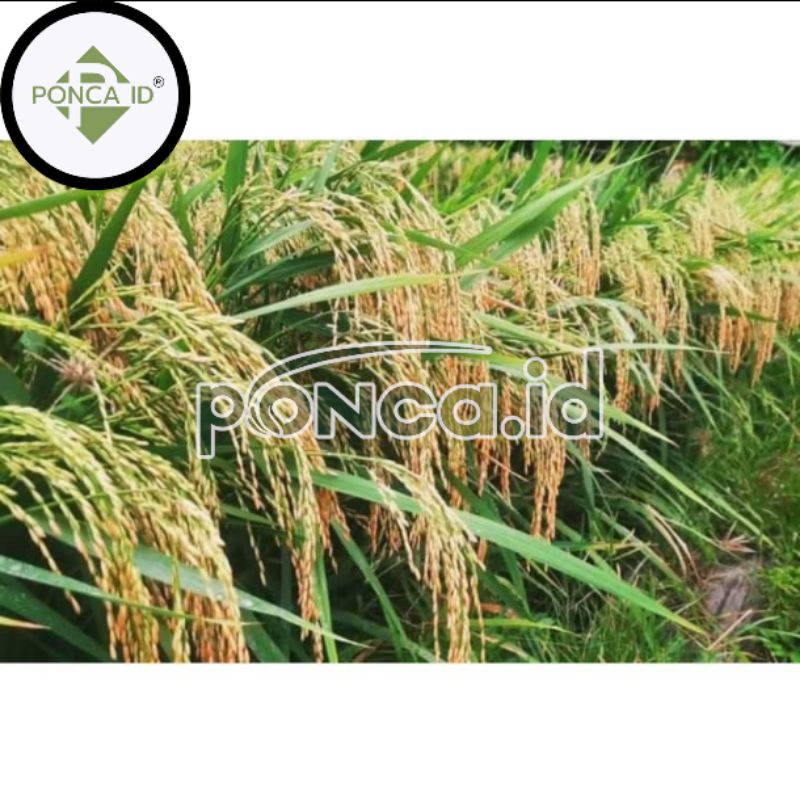 benih padi sigunca 02 5kg