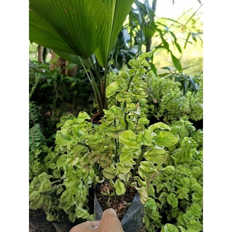 Tanaman hias zigzag plant keriting varigata - pohon hias unik siap tanam