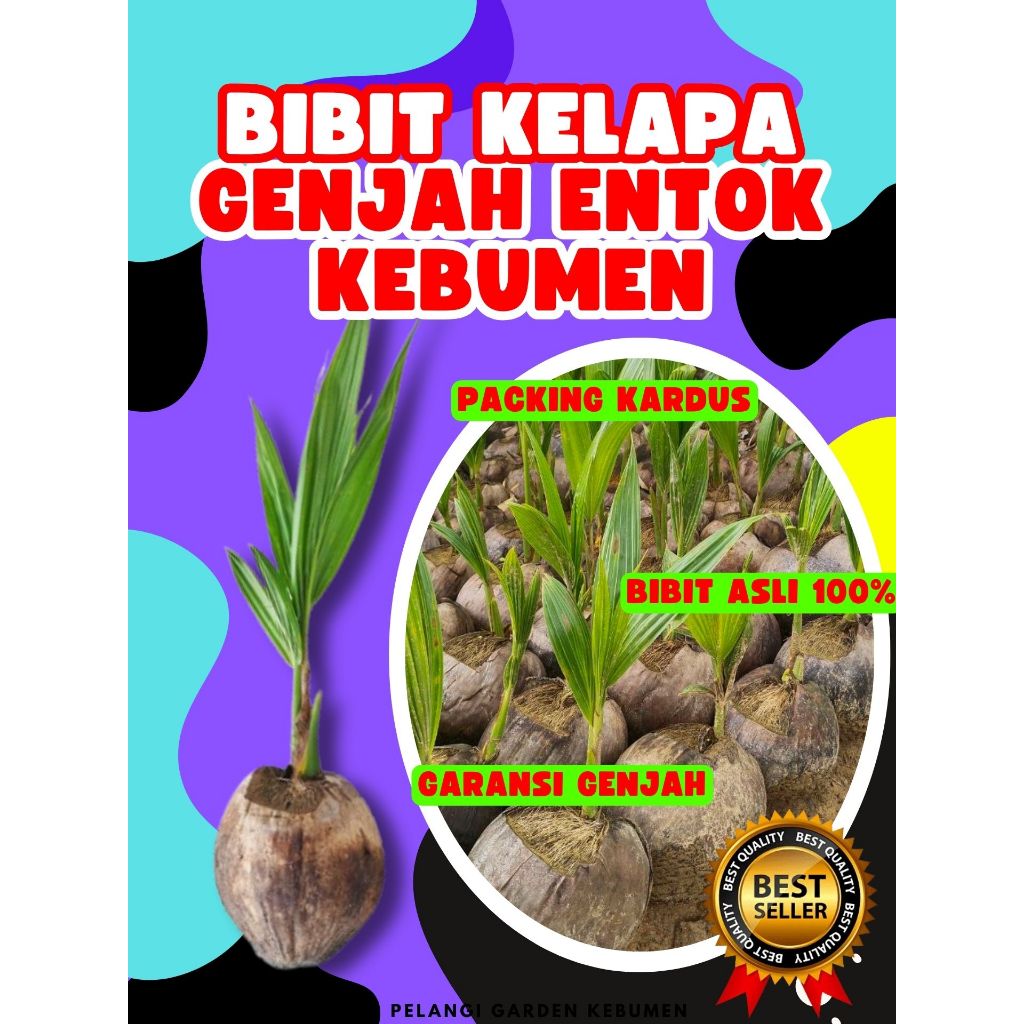 KUALITAS UNGGUL..! Pokok Kelapa Entok, Pokok Kelapa Entok Genjah, Pokok Kelapa Entok Super