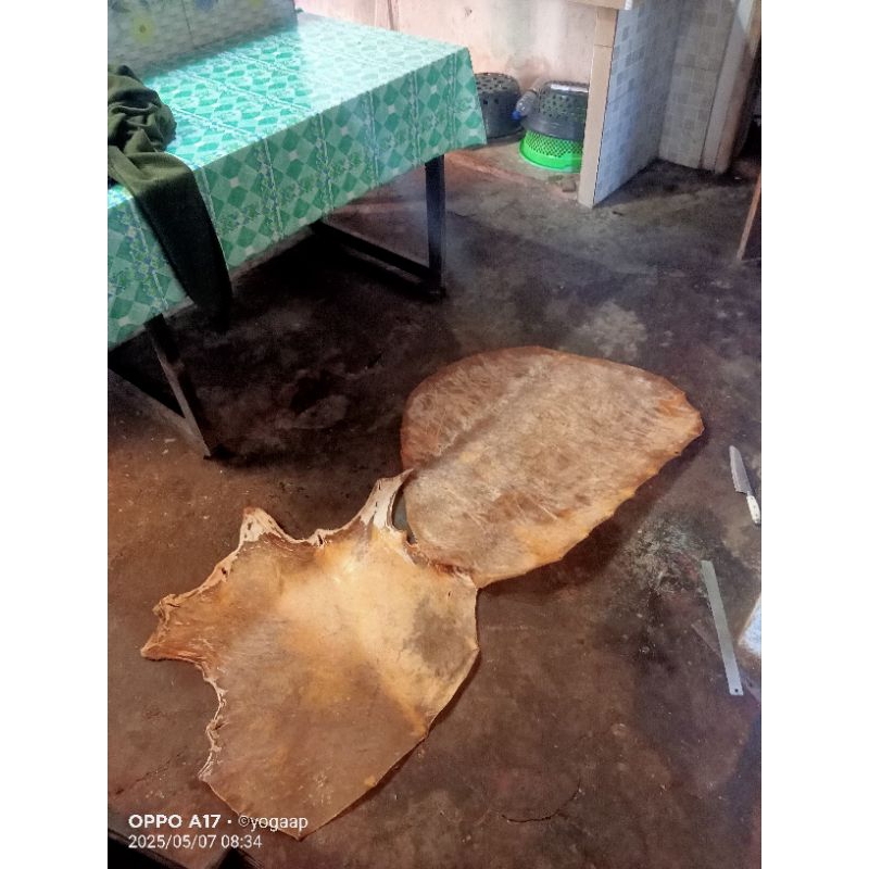 kulit sapi bahan jamang barongan