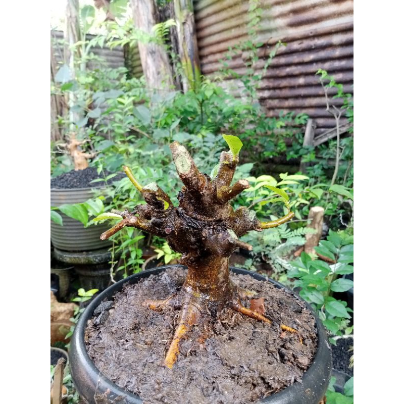 bahan bonsai Loa berkarakter