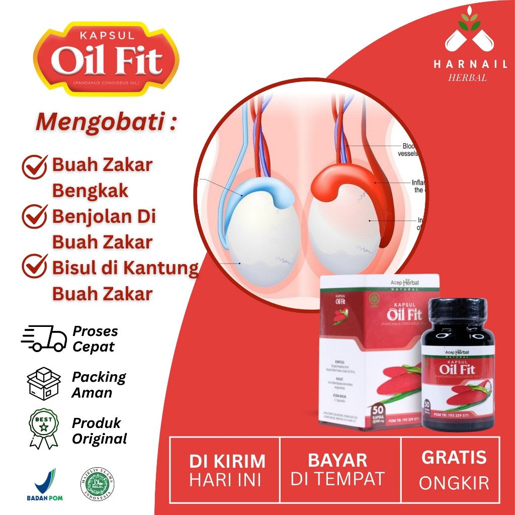 Oil Fit Herbal Alami 100% Asli Obat Buah Zakar Bengkak, Benjolan Di Buah Zakar, Bisul di Kantung Bua