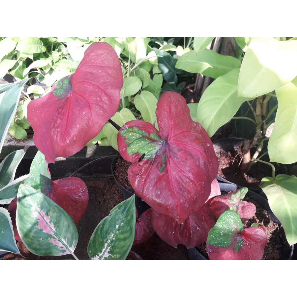 Keladi Baret Merah / Tanaman Hias Hidup / Bunga Hias