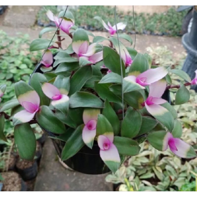 tanaman hias gantung lidah kera pink