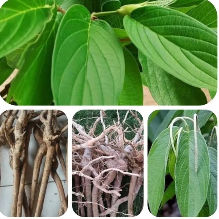 

Akar sirih hutan segar fresh organik 500 gram