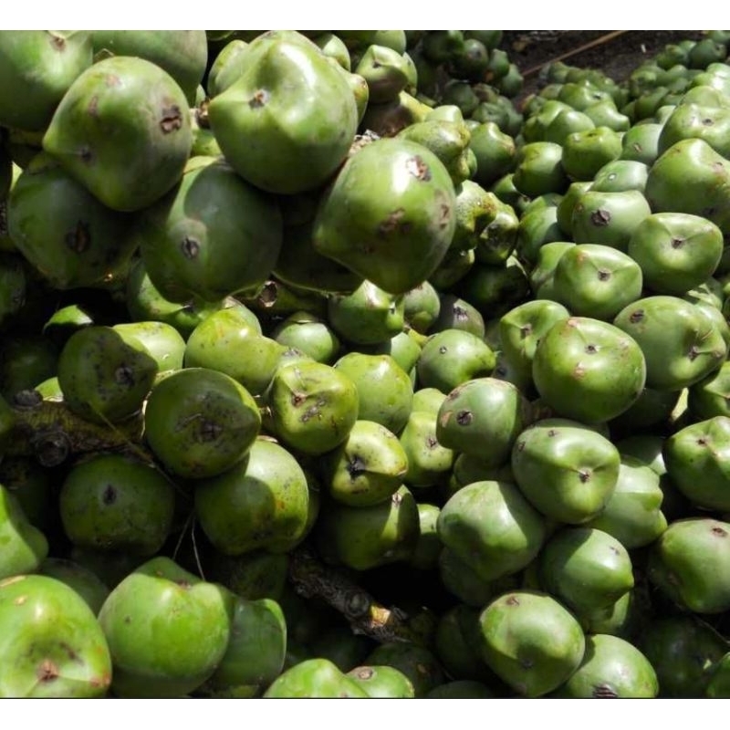 

Buah aren buah kolang Kaling utuh belum kupas 500 gram