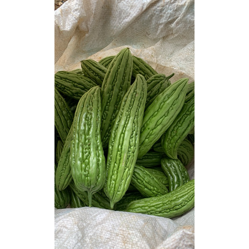 

pare hijau segar fresh