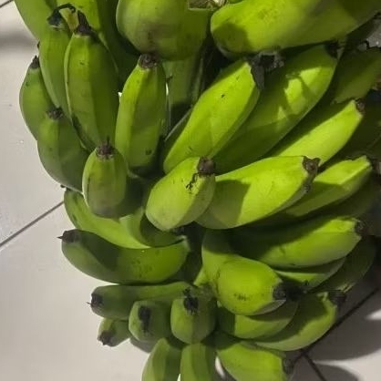 

Buah Pisang Mentah MD RS GD Pisang Bangkaulu