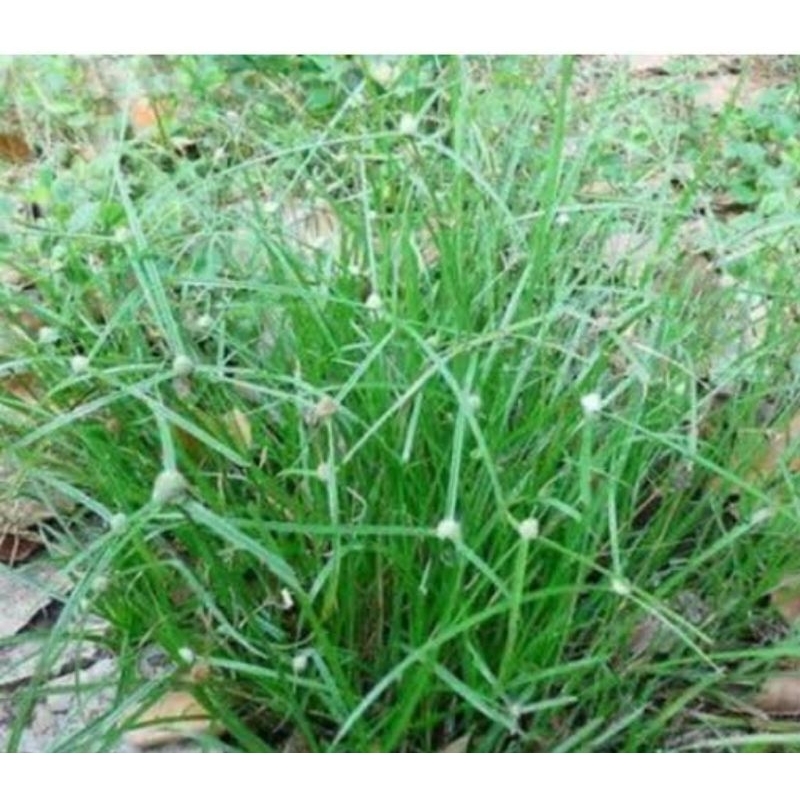 

Daun rumput pendul segar 1 kg organik