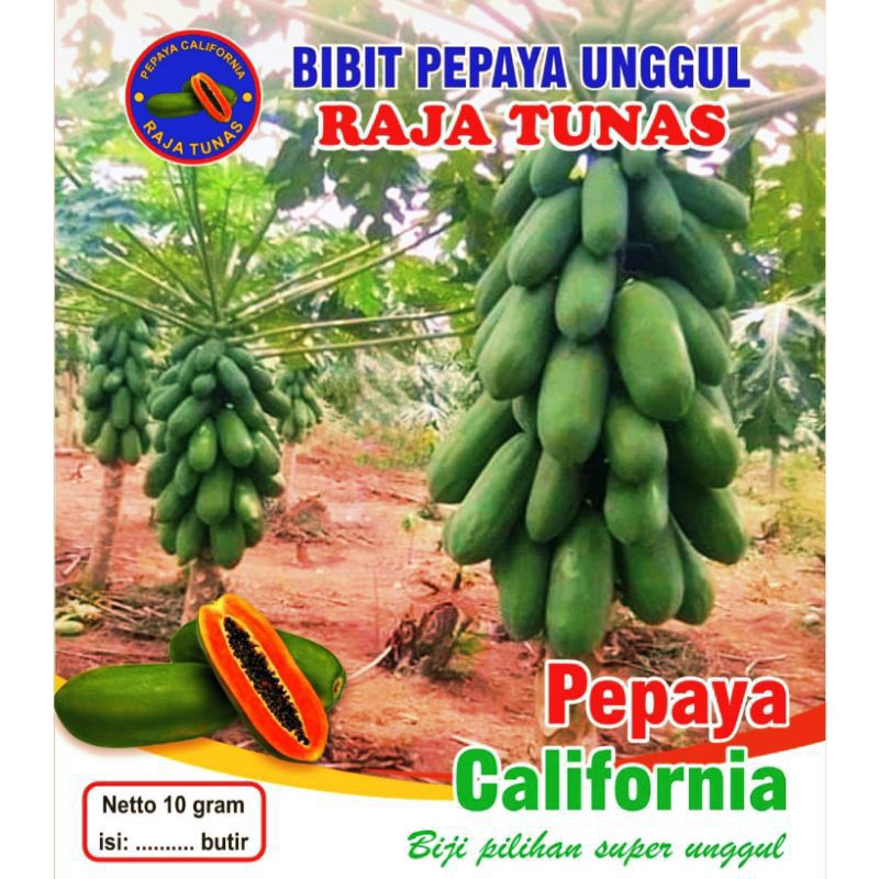 bibit pepaya California madu isi 1000 biji
