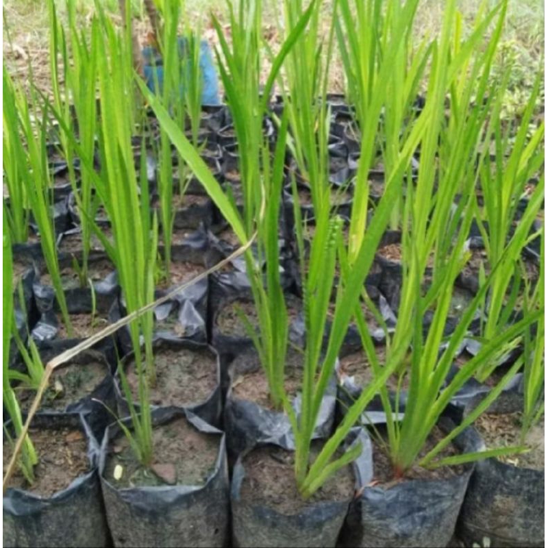 delingo jelingo jerangau 3 pokok