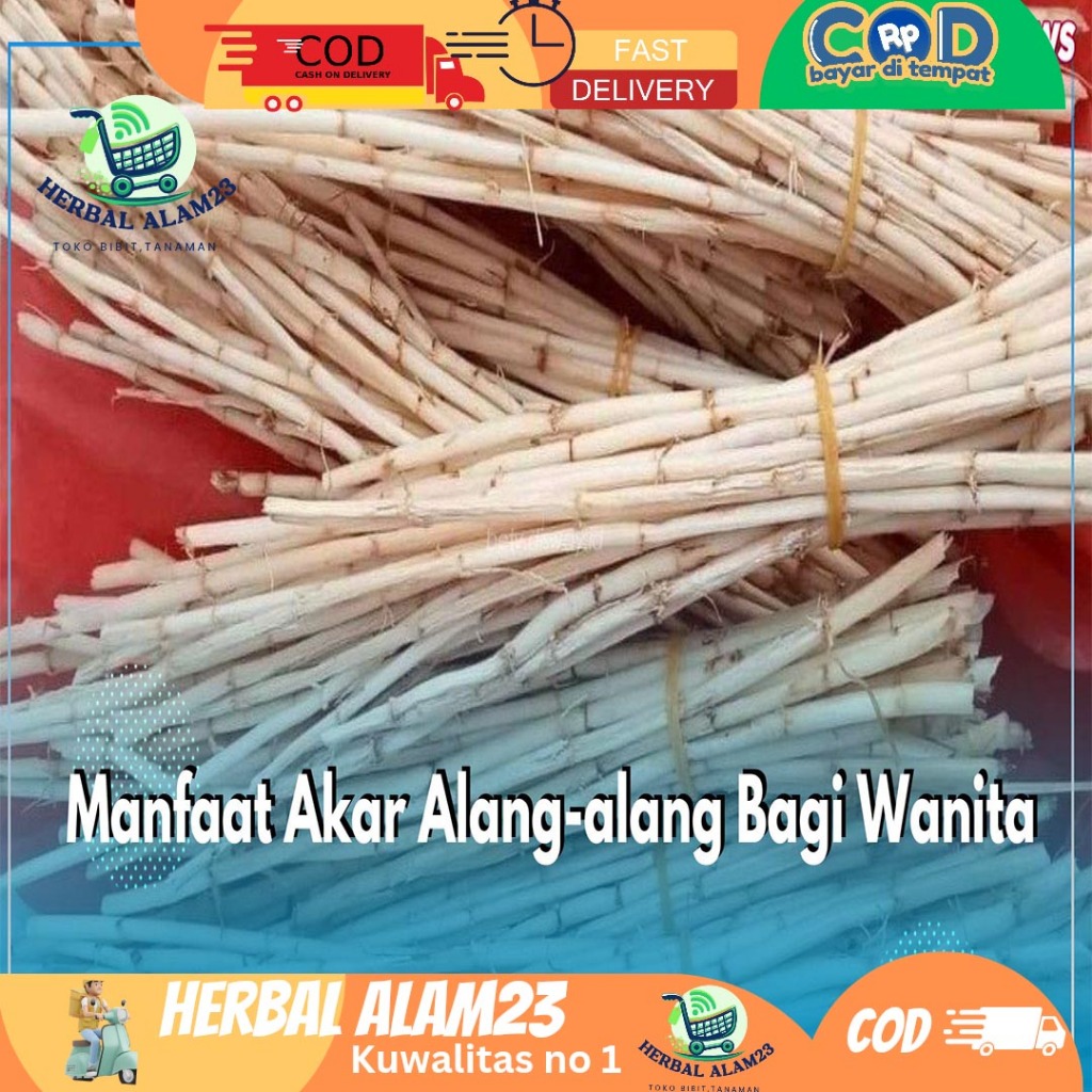 

Akar Alang - Alang Fresh 100 gram Bersih - Rempah [herbal Alam23]
