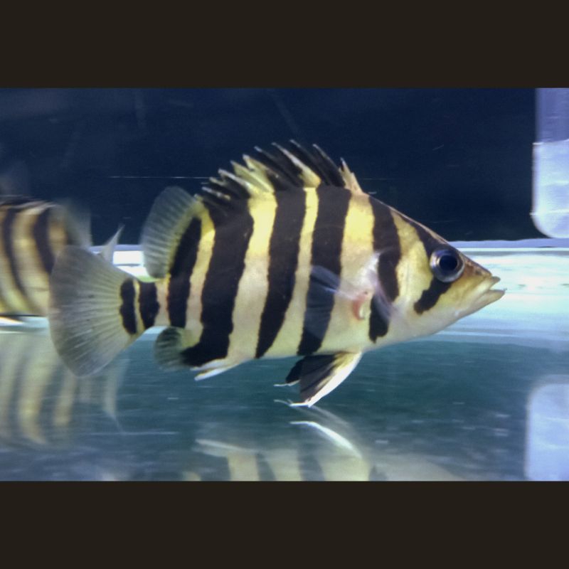 Datz Sumatra Grade A+ (Crossbelly)