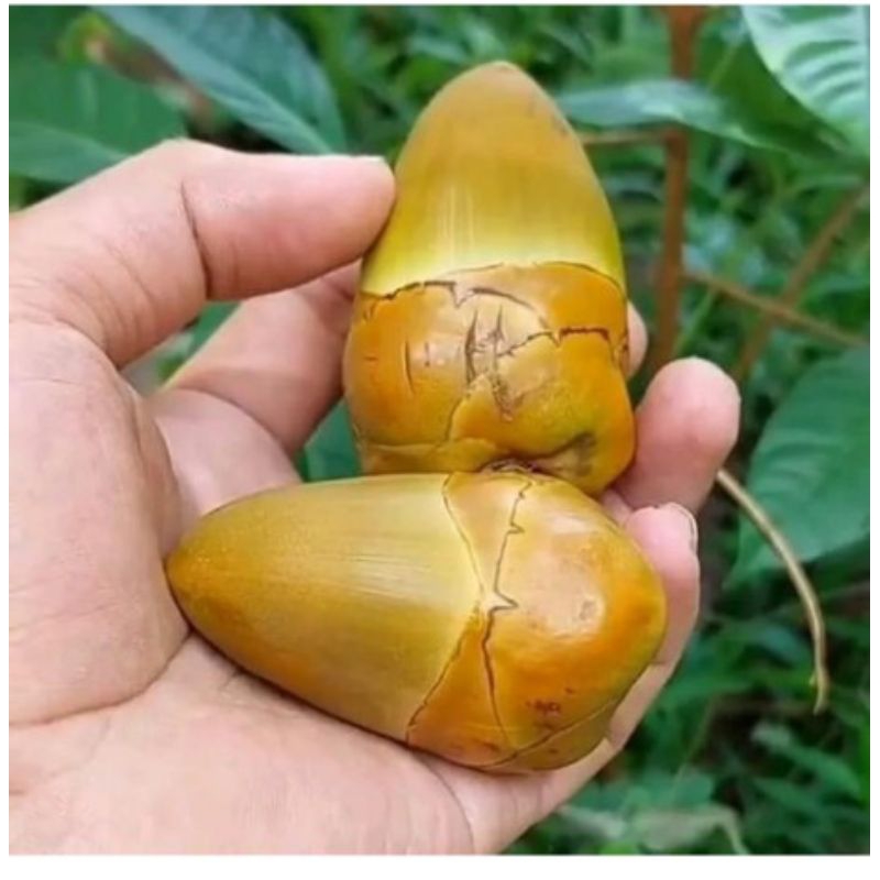 

Beluluk/Tembuluk/Bakakak Obat Herbal Diabet