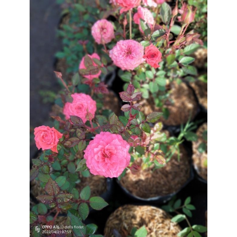 tanaman hias mawar minion