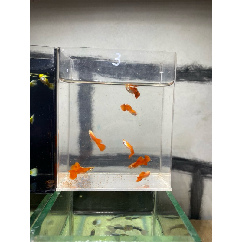 AFR albino full red ,cakep harga terjangkauu, murah tapi tidak muarahan,hiasan aquarium,albino full 