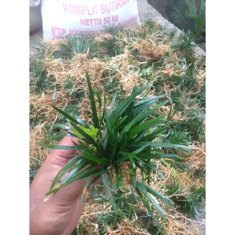 Tanaman Kucai Bangkok Kucai mini 10kg