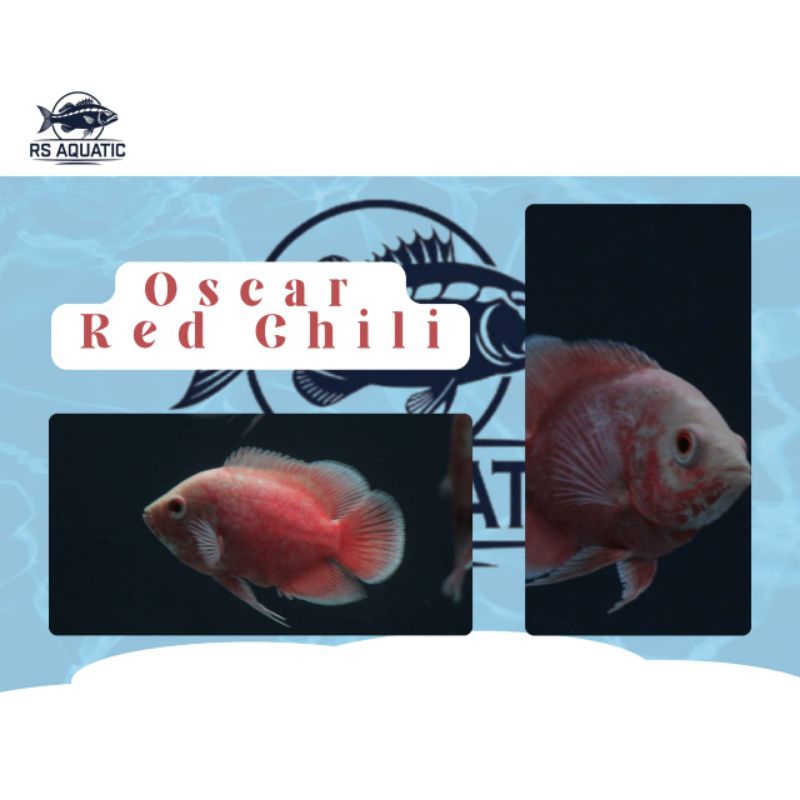 ikan Oscar Red Chili 3 jari