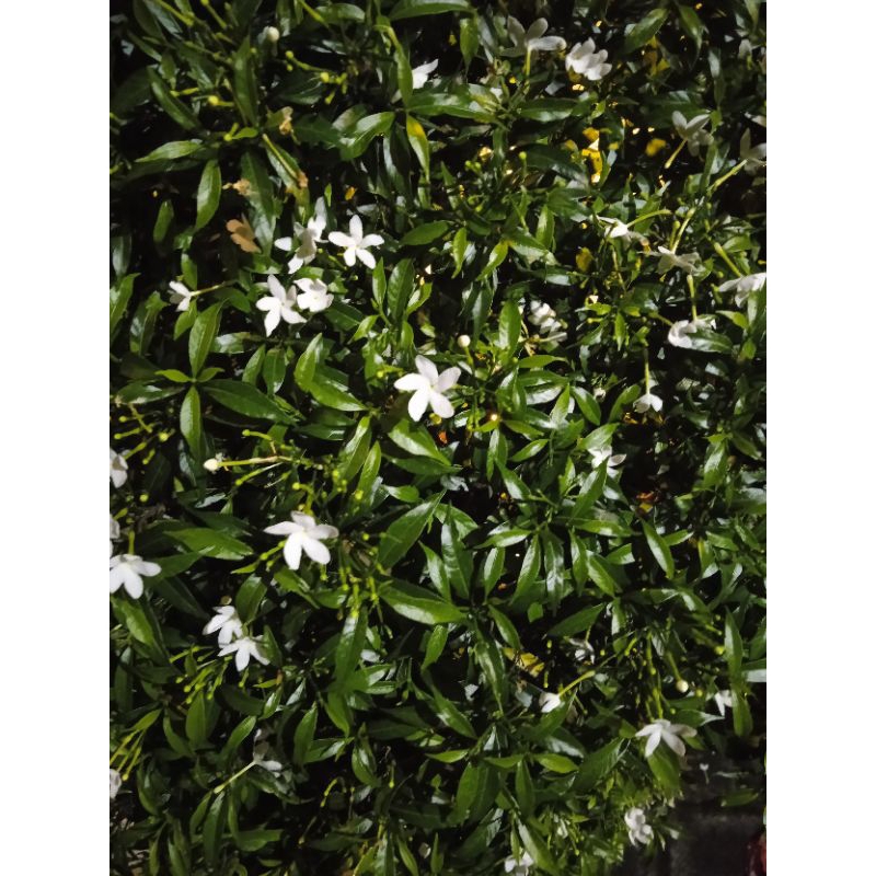 

Daun Bidara segar untuk ruqyah