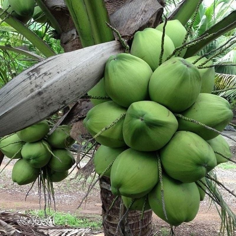 

Kelapa Gading Hijau Segar
