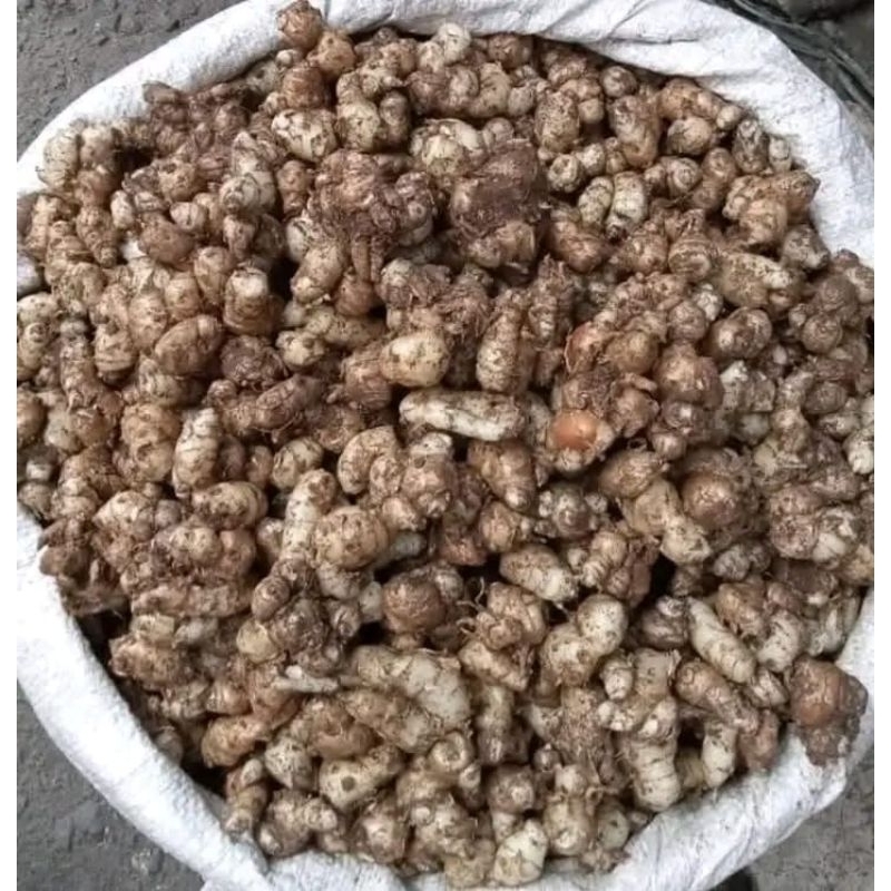 

kencur 1kg super besar besar murah Fress super kencur super Lampung terlaris