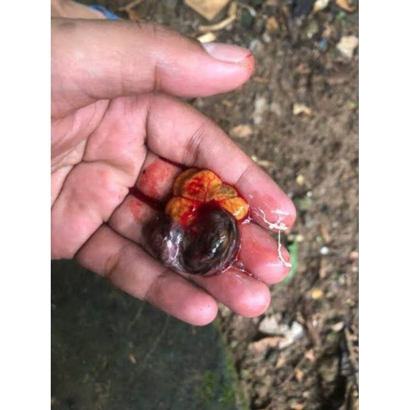

Tapuy Embrio Telur Puyuh Usia 12 Hari