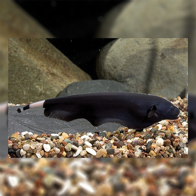 Ikan Hias Black Ghost / Ikan Hias Air Tawar / Ikan Aquascape