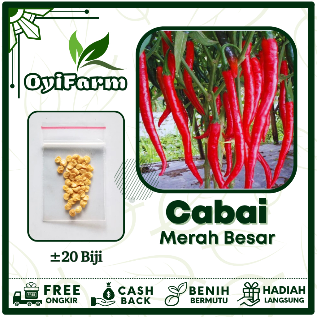 Benih Cabe Cabai Merah Besar Sayuran Tahan Virus Cabai - Bibit Sayuran Cabai