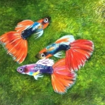 hiasan aquarium ikan guppy pemakan lumut