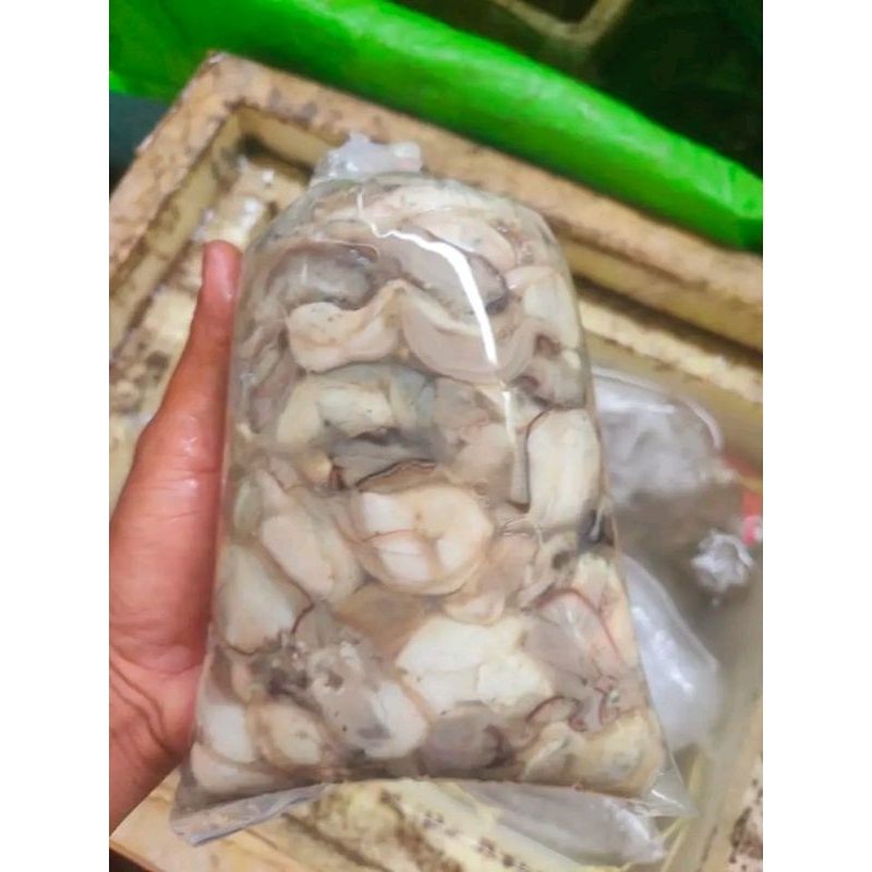 

daging oyster segar tirem kupas fresh 1kg