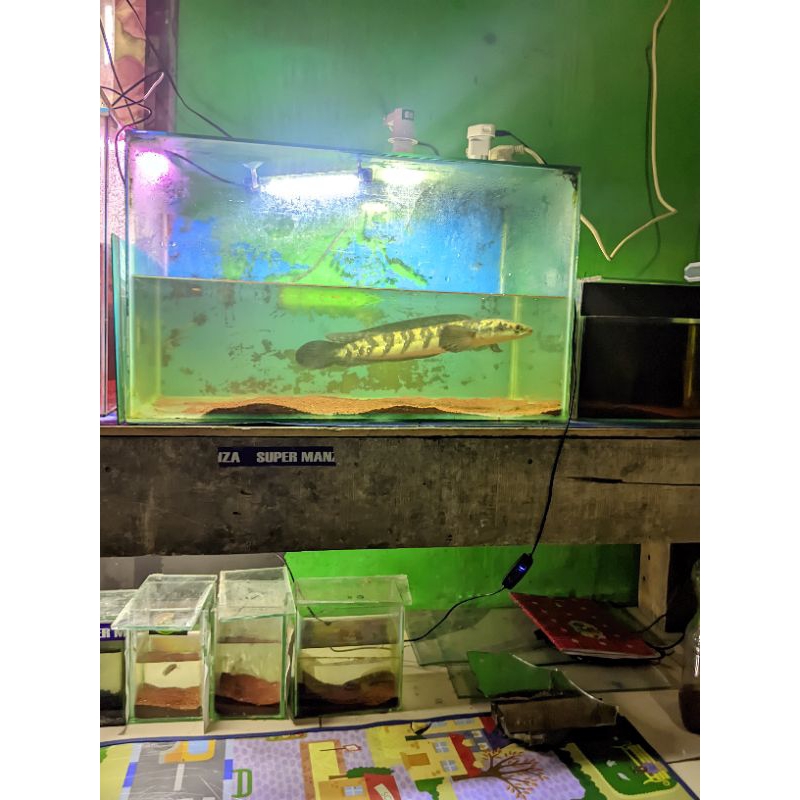 mainan anak chana maru 30-35cm