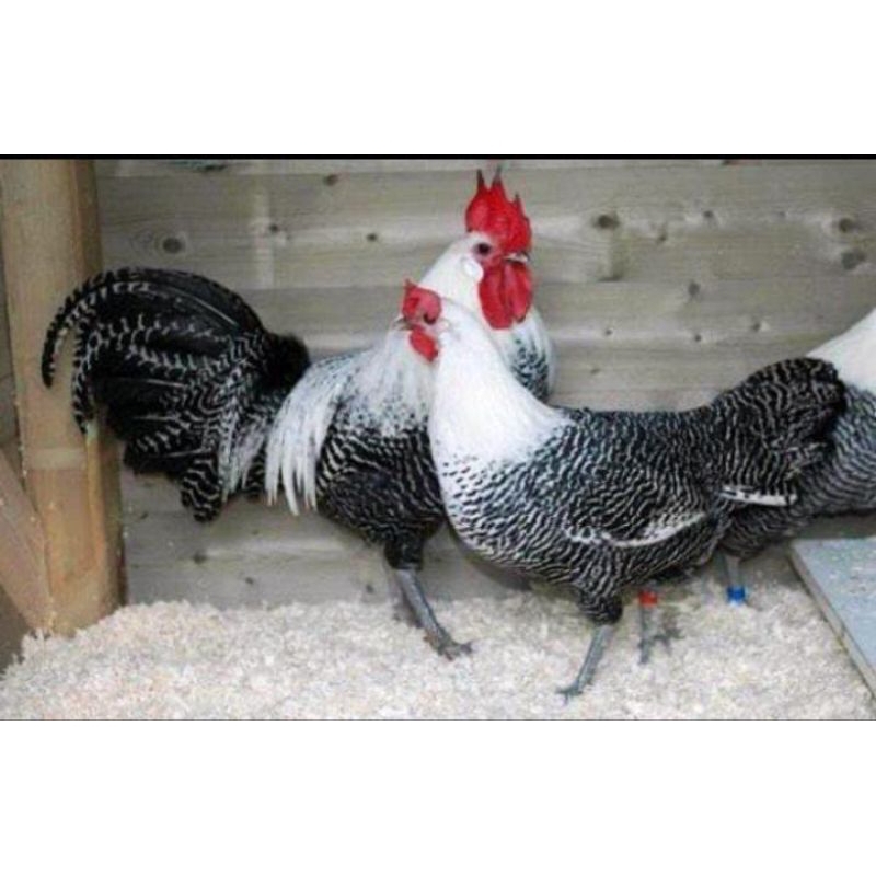 

Telur fertil ayam arab petelur handal untuk ditetaskan