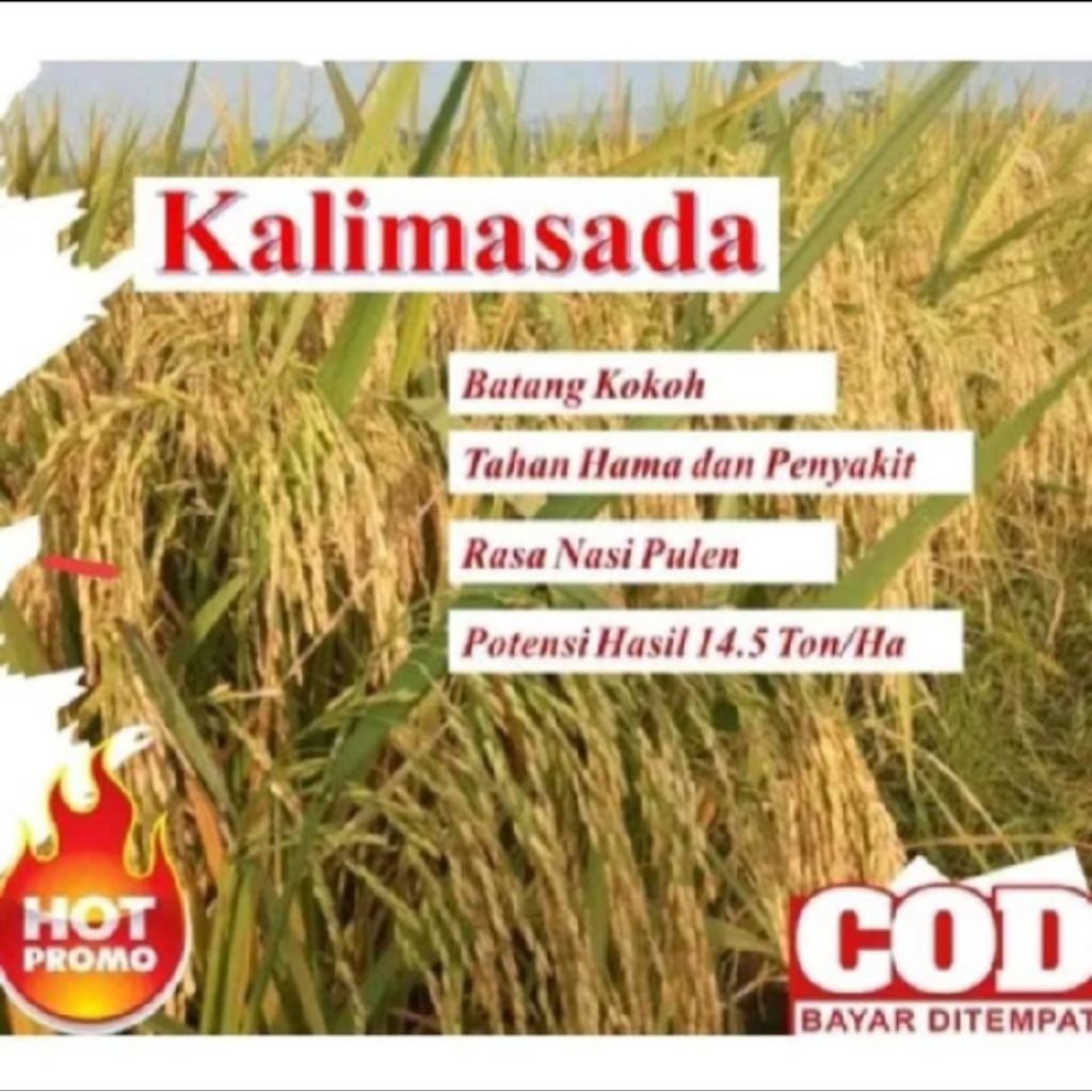 BENIH PADI KALIMASADA KEMASAN 1KG