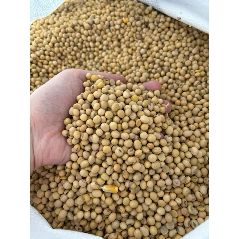 

KACANG KEDELAI BW /DELE BERKUALITAS/kacang kedele super 1kg