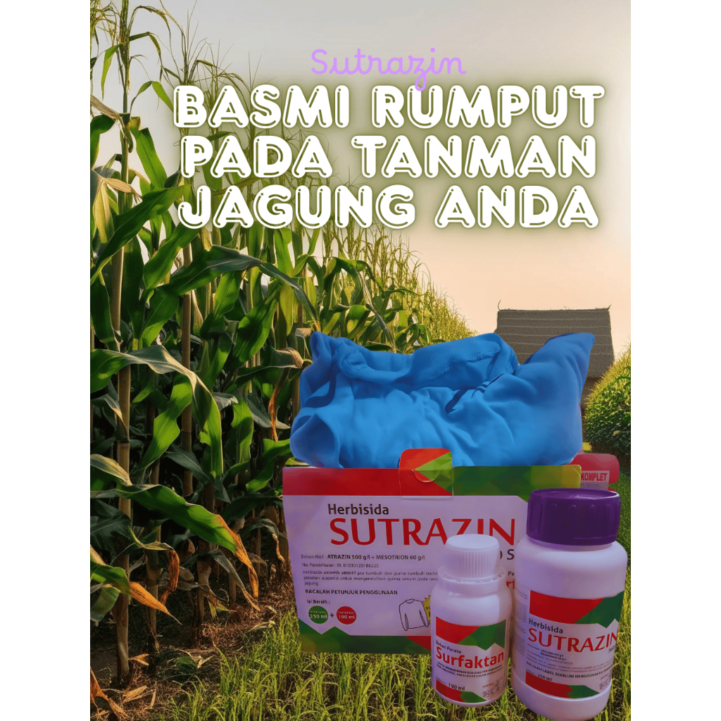Herbisida Jagung Sutrazin 560 SC Pembasmi Gulma Ampuh & Aman untuk Jagung