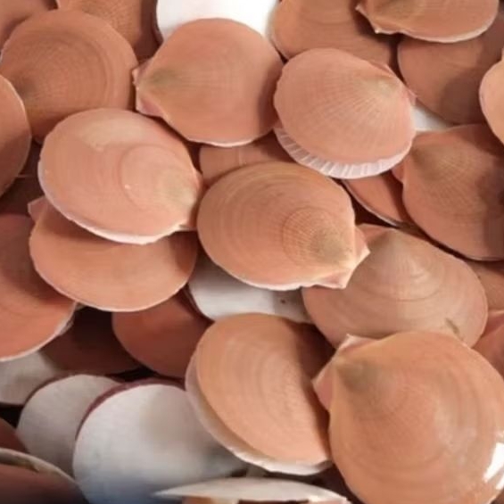 

KERANG SIMPING SEGAR PREMIUM 1KG