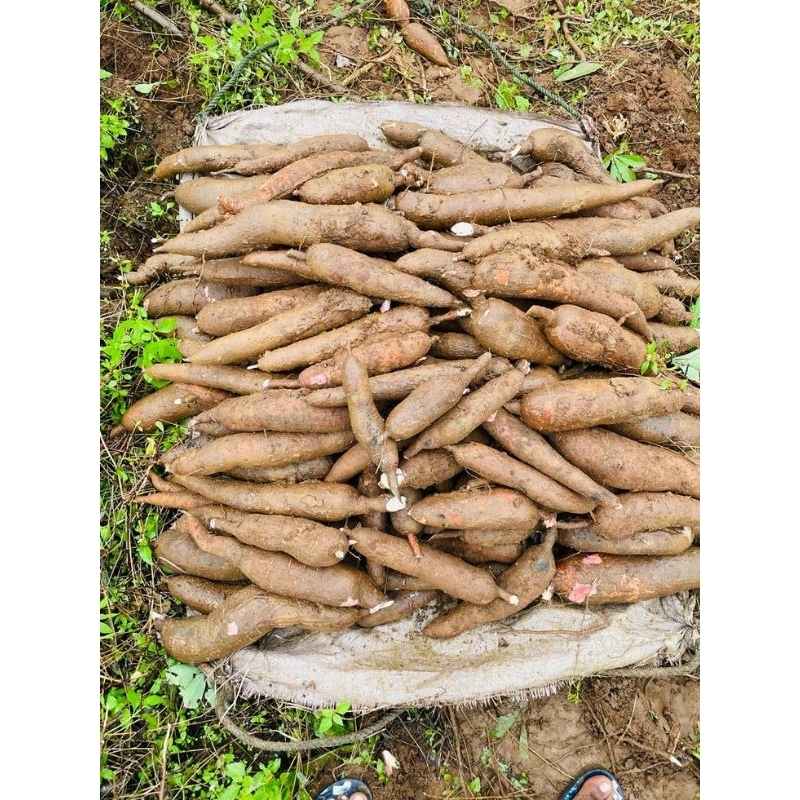 

Buah Singkong Super Enak 1kg