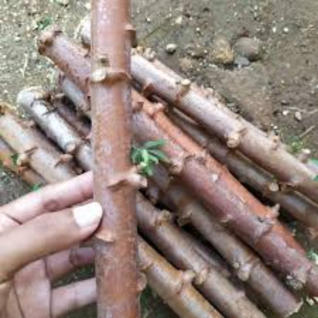 

10 batang bibit singkong bogor enak