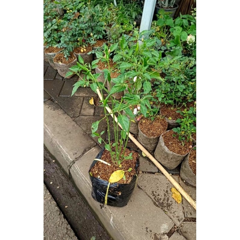 [berbuah] CABE RAWIT bibit tanaman hias buah pohon hidup cabe rawit merah rawit kriting keriting