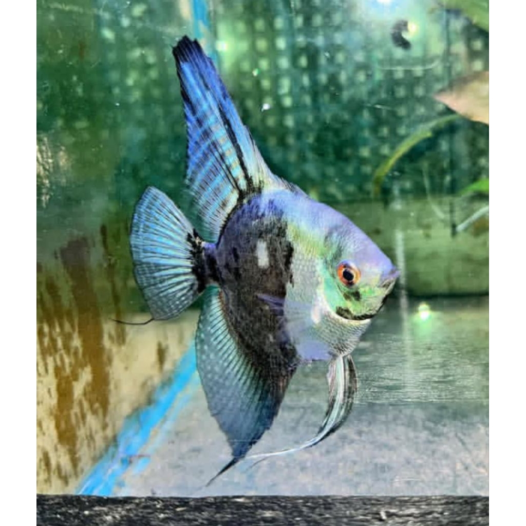 HIASAN AQUARIUM / MANFISH SMOKEY PAKET 10E