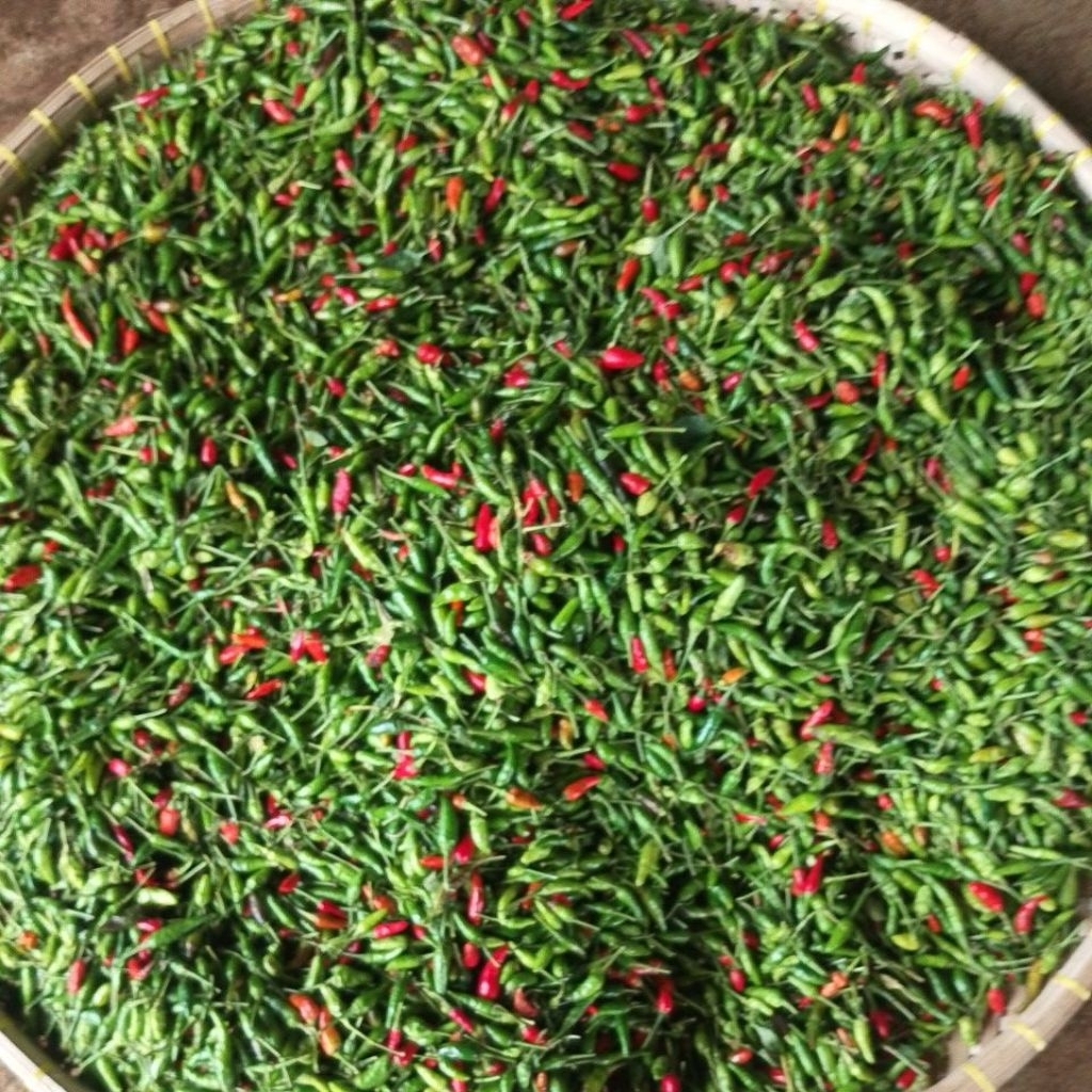 

Cabai Rawit Segar / Cabe Kecil Rawit Asli Kuningan