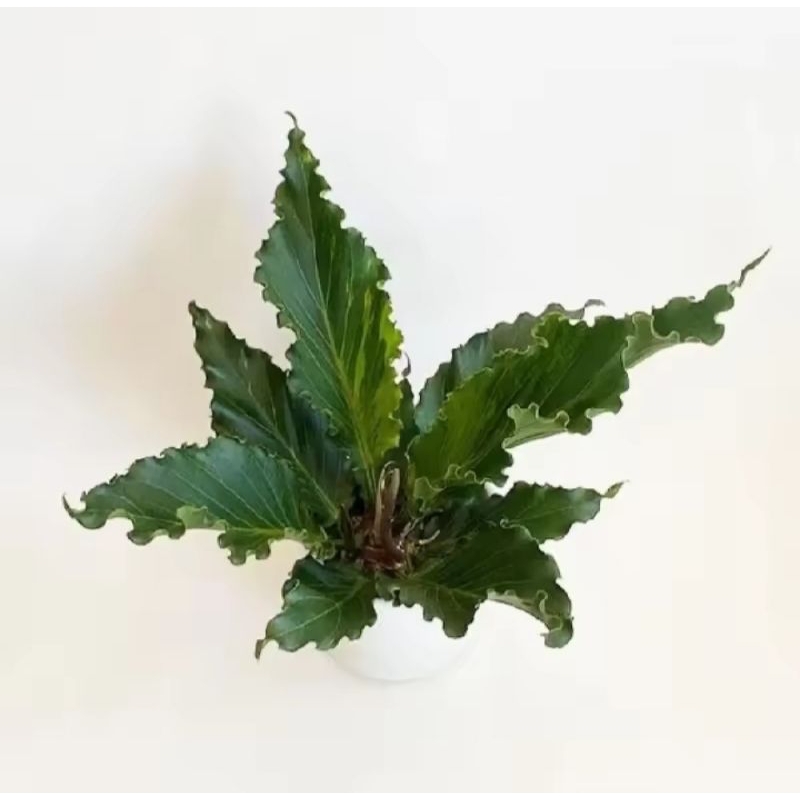 Tanaman hias anturium gelombang cinta dewasa