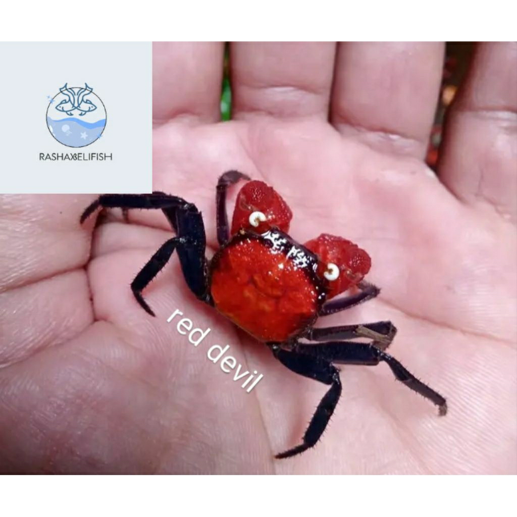 

crab red devils/kepiting hias red devils