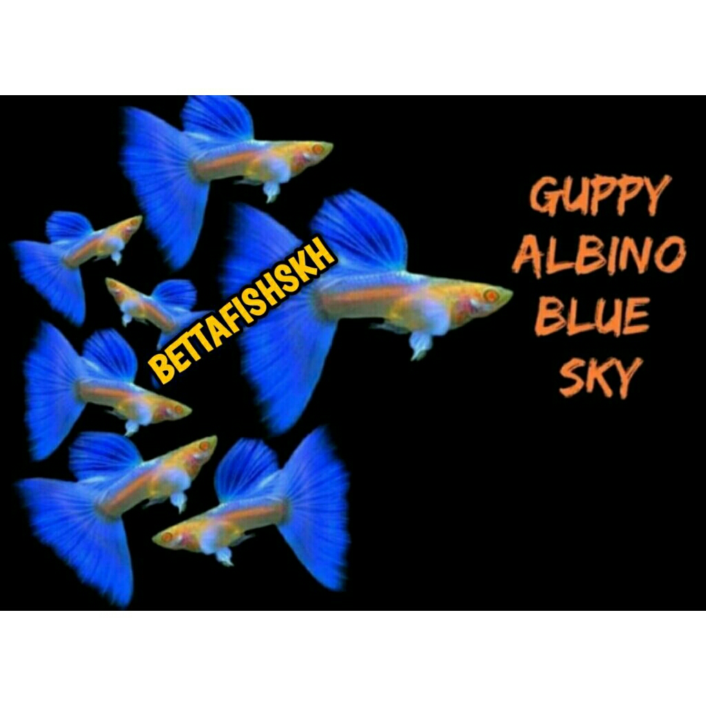 hiasan akuarium guppy sky blue jantan betina  usia 3-4 bulan gratis pakan
