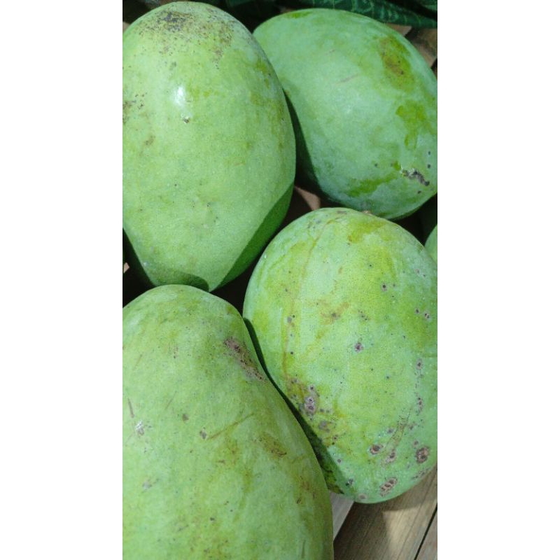 

mangga gadung